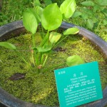 Chinese herbs in the Hangzhou botanical gardens